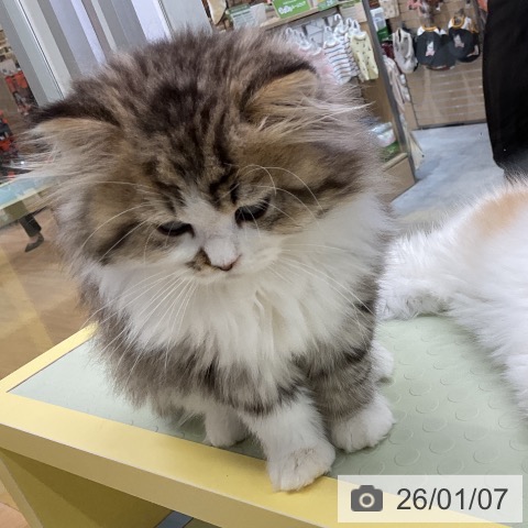 愛知県のスコティッシュフォールド (ペットプラス mozoワンダーシティ店/2025年10月15日生まれ/男の子/ブラウンタビーホワイト)の子猫の4枚目の画像