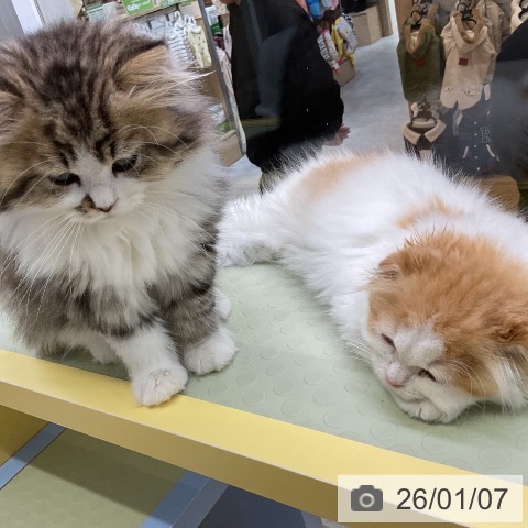 愛知県のスコティッシュフォールド (ペットプラス mozoワンダーシティ店/2025年10月15日生まれ/男の子/ブラウンタビーホワイト)の子猫の3枚目の画像