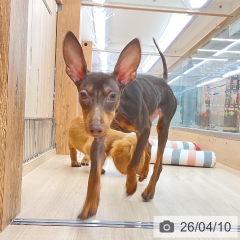 ミニチュア・ピンシャーの写真