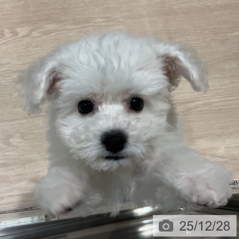 ビション・フリーゼの写真