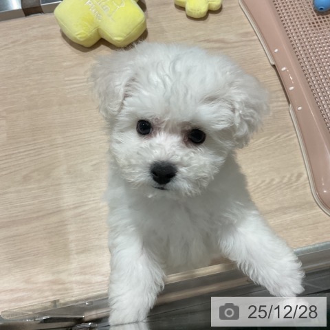 ビション・フリーゼの写真