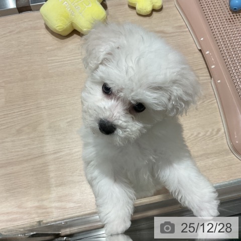 ビション・フリーゼの写真