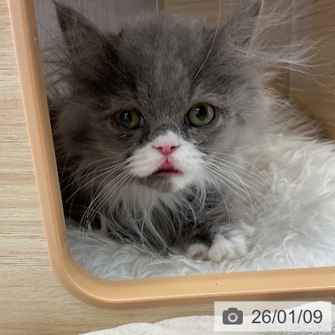 福岡県のミヌエット (ペットプラス 福岡店/2025年9月21日生まれ/男の子/ブルーホワイト)の子猫の4枚目の画像