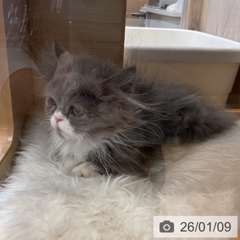 福岡県のミヌエット (ペットプラス 福岡店/2025年9月21日生まれ/男の子/ブルーホワイト)の子猫の3枚目の画像