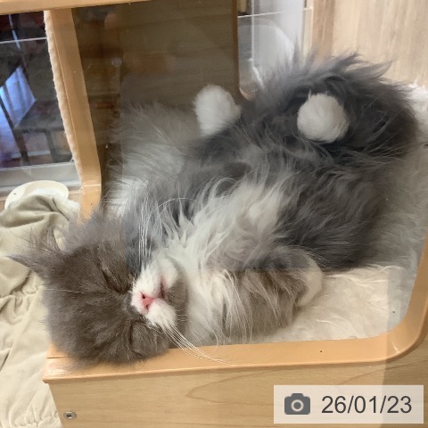 福岡県のミヌエット (ペットプラス 福岡店/2025年9月21日生まれ/男の子/ブルーホワイト)の子猫の3枚目の画像