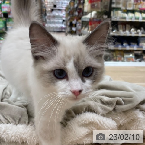 ラグドールの写真