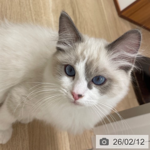 愛知県のラグドール (ペットプラス 上飯田店/2025年10月25日生まれ/男の子/ブルーポイントバイカラー)の子猫の4枚目の画像