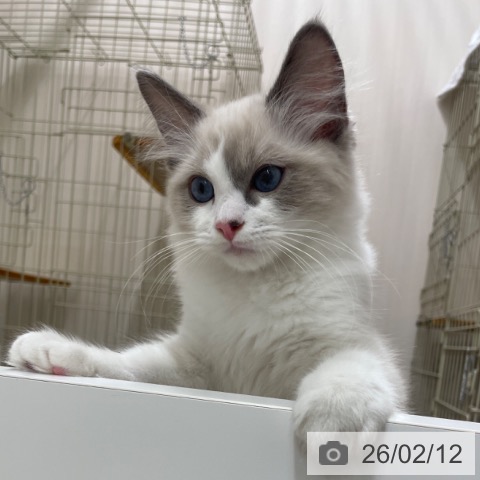 愛知県のラグドール (ペットプラス 上飯田店/2025年10月25日生まれ/男の子/ブルーポイントバイカラー)の子猫の3枚目の画像