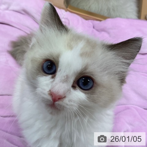 愛知県のラグドール (ペットプラス 岡崎店/2025年10月25日生まれ/女の子/シールポイントバイカラー)の子猫の3枚目の画像