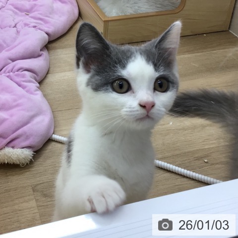 愛知県のブリティッシュショートヘアー (ペットプラス 千音寺店/2025年9月26日生まれ/男の子/ブルーホワイト)の子猫の3枚目の画像