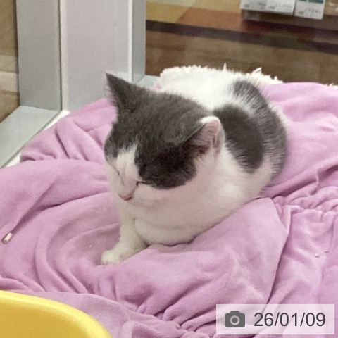 愛知県のブリティッシュショートヘアー (ペットプラス 千音寺店/2025年9月26日生まれ/男の子/ブルーホワイト)の子猫の3枚目の画像