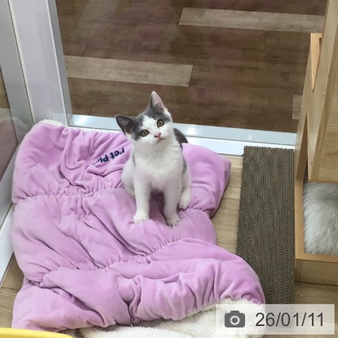 愛知県のブリティッシュショートヘアー (ペットプラス 千音寺店/2025年9月26日生まれ/男の子/ブルーホワイト)の子猫の3枚目の画像