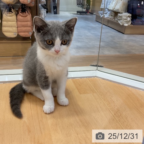 愛知県のブリティッシュショートヘアー (ペットプラス mozoワンダーシティ店/2025年9月26日生まれ/女の子/ブルーホワイト)の子猫の4枚目の画像
