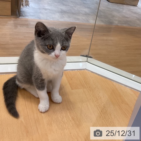愛知県のブリティッシュショートヘアー (ペットプラス mozoワンダーシティ店/2025年9月26日生まれ/女の子/ブルーホワイト)の子猫の3枚目の画像