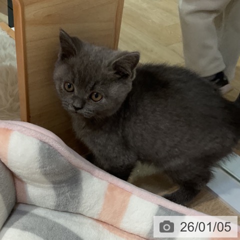 ブリティッシュショートヘアの写真