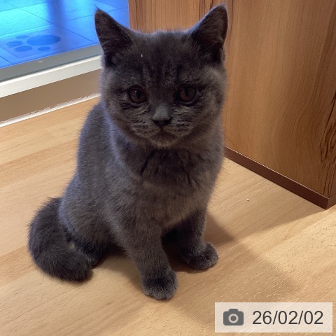 ブリティッシュショートヘアの写真