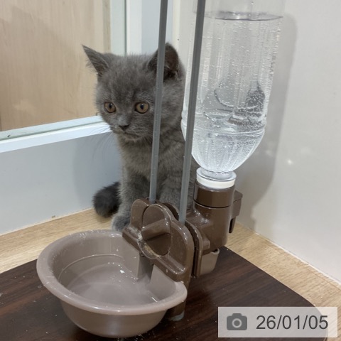 ブリティッシュショートヘアの写真