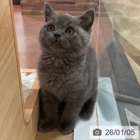 福岡県のブリティッシュショートヘアー (ペットプラス 小倉南店/2025年10月19日生まれ/男の子/ブルー)の子猫の4枚目の画像