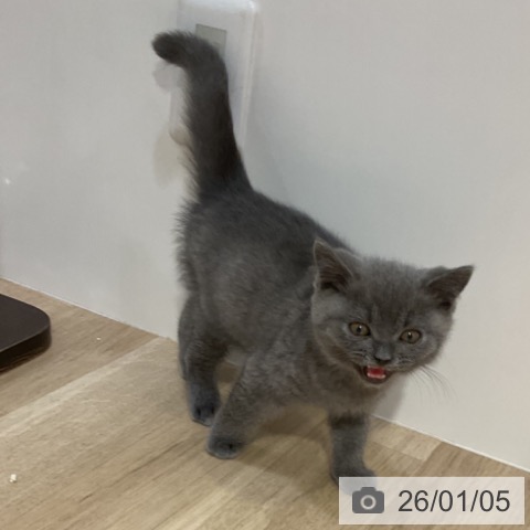 福岡県のブリティッシュショートヘアー (ペットプラス 小倉南店/2025年10月19日生まれ/男の子/ブルー)の子猫の3枚目の画像