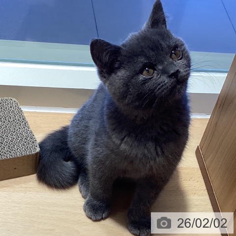 鹿児島県のブリティッシュショートヘアー (ペットプラス 姶良店/2025年10月19日生まれ/男の子/ブルー)の子猫の4枚目の画像