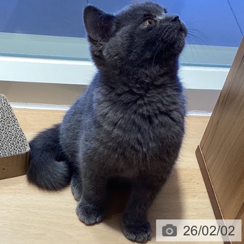 鹿児島県のブリティッシュショートヘアー (ペットプラス 姶良店/2025年10月19日生まれ/男の子/ブルー)の子猫の3枚目の画像