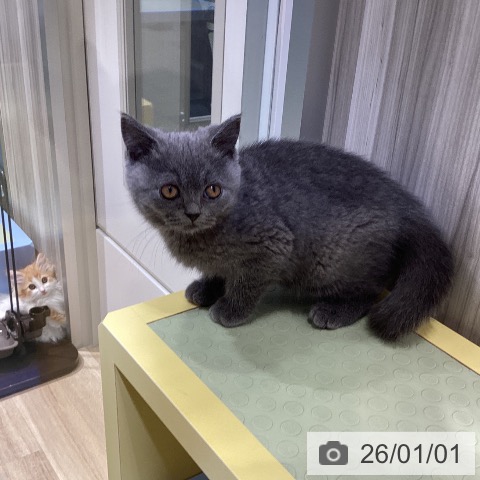 愛知県のブリティッシュショートヘアー (ペットプラス ナゴヤドーム前店/2025年10月19日生まれ/女の子/ブルー)の子猫の4枚目の画像