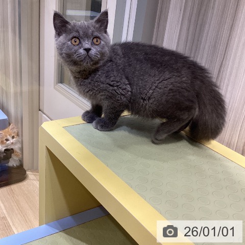 愛知県のブリティッシュショートヘアー (ペットプラス ナゴヤドーム前店/2025年10月19日生まれ/女の子/ブルー)の子猫の3枚目の画像