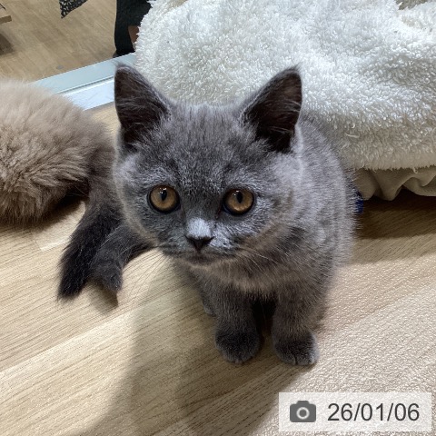 愛知県のブリティッシュショートヘアー (ペットプラス ナゴヤドーム前店/2025年10月19日生まれ/女の子/ブルー)の子猫の4枚目の画像