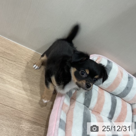 愛知県のチワワ(ロング) (ペットプラス 東浦店/2025年10月27日生まれ/男の子/ブラックタンホワイト)の子犬の4枚目の画像