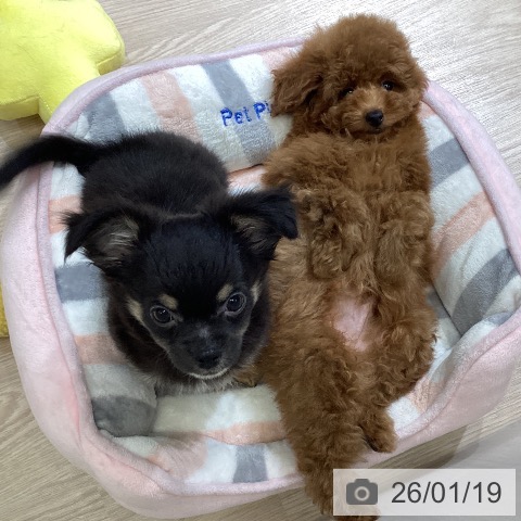 富山県のチワワ(ロング) (ペットプラス 高岡店/2025年10月27日生まれ/男の子/ブラックタン)の子犬の4枚目の画像