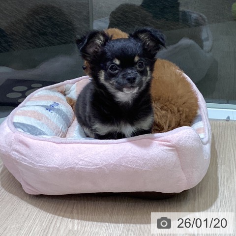 富山県のチワワ(ロング) (ペットプラス 高岡店/2025年10月27日生まれ/男の子/ブラックタン)の子犬の3枚目の画像