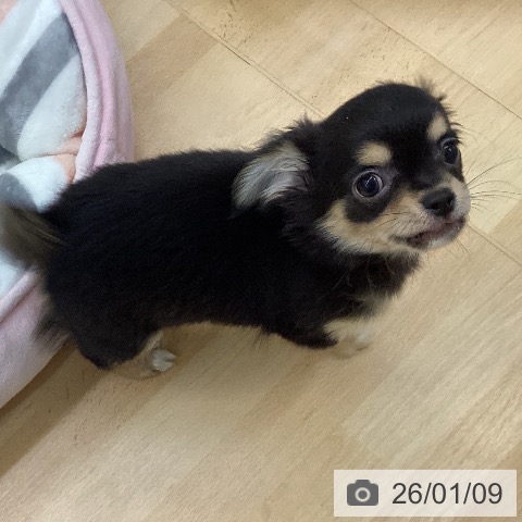 愛知県のチワワ(ロング) (ペットプラス 三好店/2025年10月27日生まれ/男の子/ブラックタンホワイト)の子犬の3枚目の画像