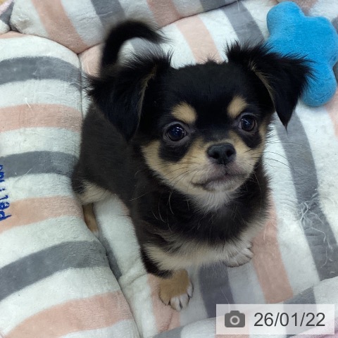 愛知県のチワワ(ロング) (ペットプラス 三好店/2025年10月27日生まれ/男の子/ブラックタンホワイト)の子犬の3枚目の画像