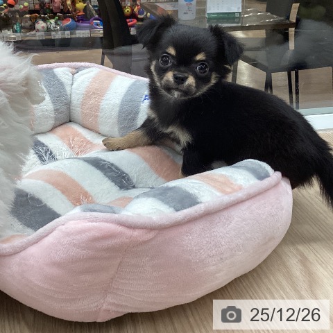 石川県のチワワ(ロング) (ペットプラス 白山店/2025年10月27日生まれ/女の子/ブラックタン)の子犬の3枚目の画像