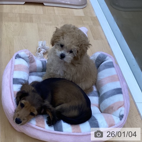 三重県のトイプードル(トイ) (ペットプラス 津南店/2025年10月17日生まれ/女の子/アプリコット)の子犬の3枚目の画像