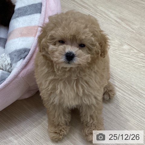 トイ・プードルの写真