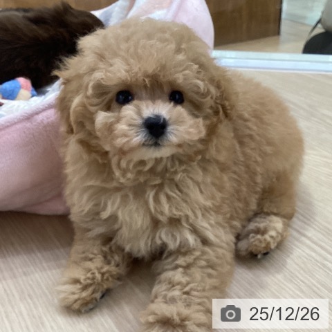 トイ・プードルの写真