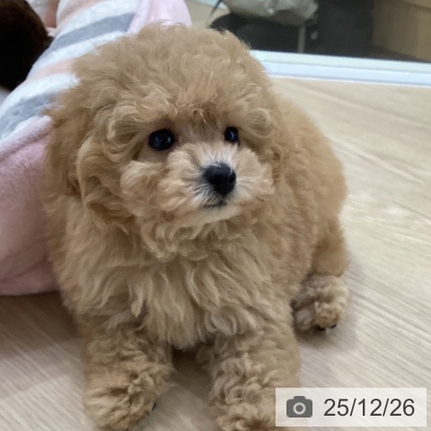 トイ・プードルの写真