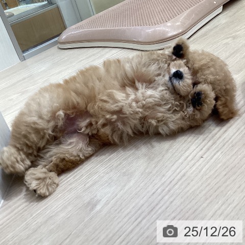 トイ・プードルの写真