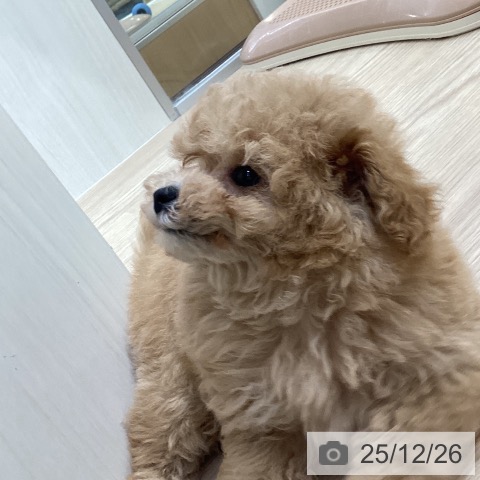 トイ・プードルの写真