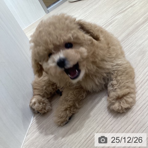 トイ・プードルの写真