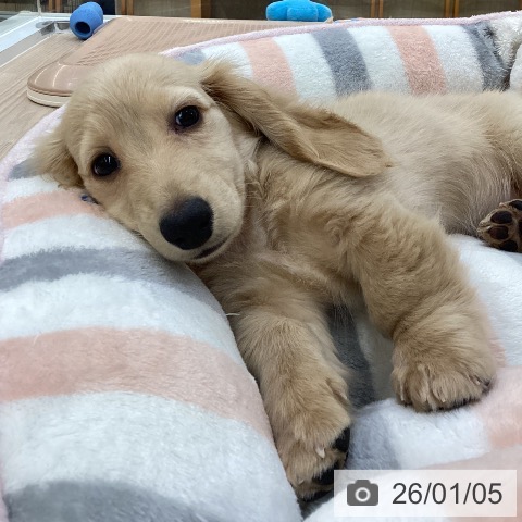 愛知県のミニチュアダックスフンド(ロング) (ペットプラス 豊田店/2025年10月24日生まれ/男の子/イエロー)の子犬の3枚目の画像