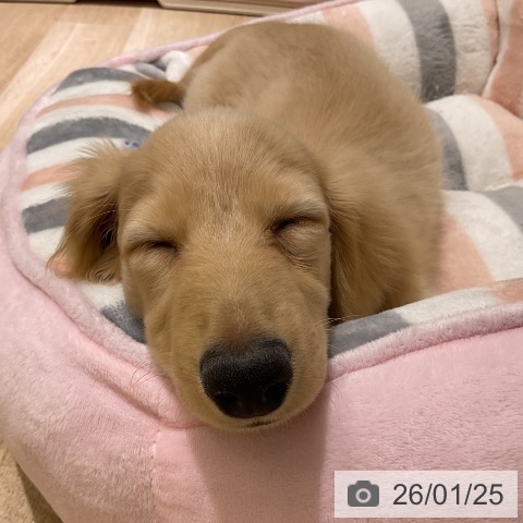 愛知県のミニチュアダックスフンド(ロング) (ペットプラス イオンモール豊川店/2025年10月24日生まれ/男の子/イエロー)の子犬の3枚目の画像