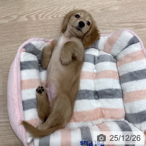 ミニチュア・ダックスフンドの写真