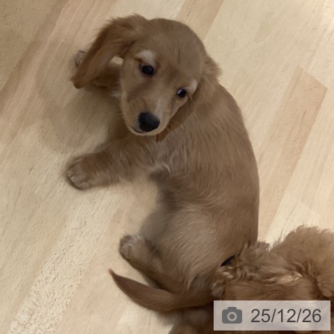 ミニチュア・ダックスフンドの写真