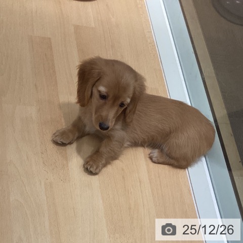 ミニチュア・ダックスフンドの写真