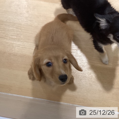 ミニチュア・ダックスフンドの写真