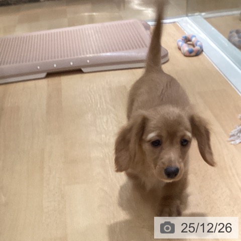 ミニチュア・ダックスフンドの写真