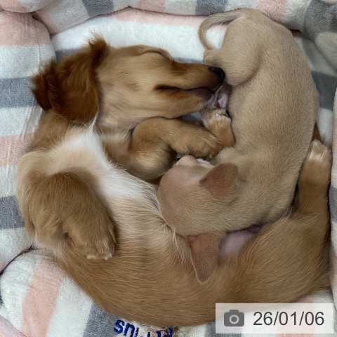 石川県のミニチュアダックスフンド(ロング) (ペットプラス 新小松店/2025年10月24日生まれ/女の子/ゴールド)の子犬の4枚目の画像