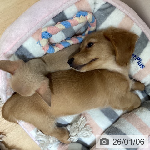 石川県のミニチュアダックスフンド(ロング) (ペットプラス 新小松店/2025年10月24日生まれ/女の子/ゴールド)の子犬の3枚目の画像